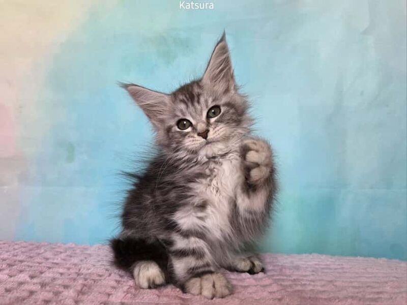 Katsura Maine Coon female, black silver tabby