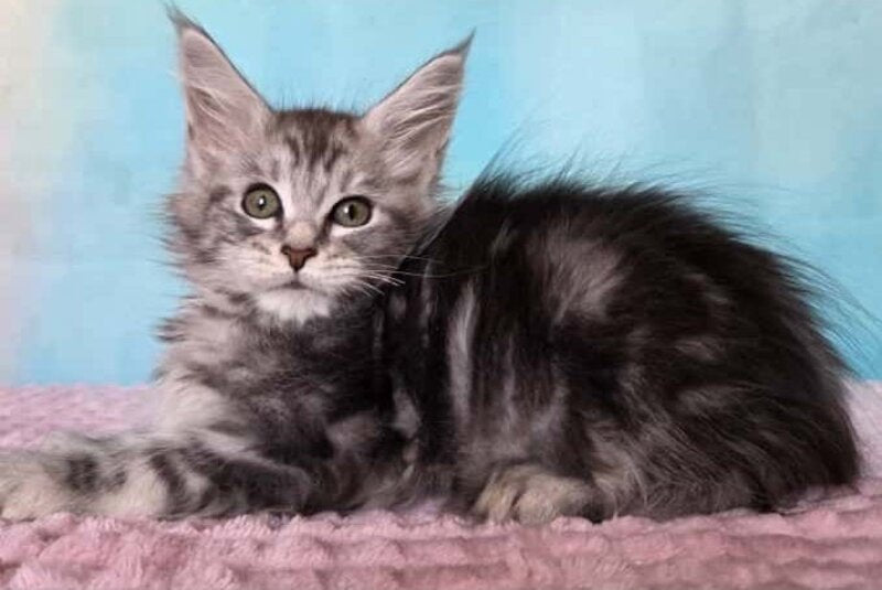 Katsura Maine Coon female, black silver tabby