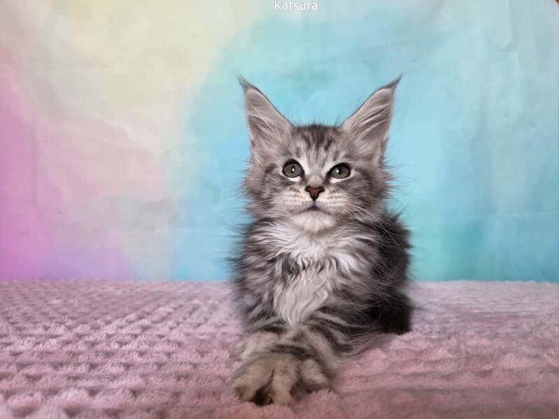 Katsura Maine Coon female, black silver tabby