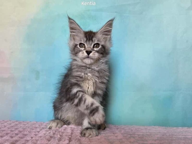 Kentia Maine Coon female, black silver ticked tabby