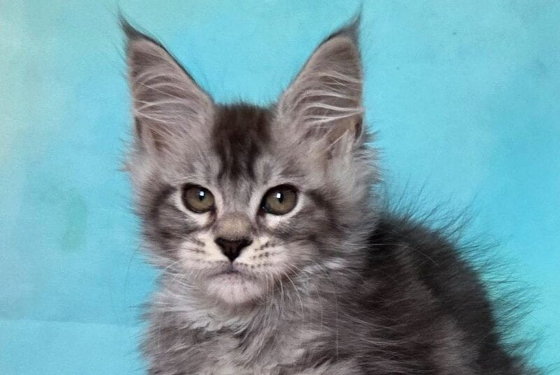 Kentia Maine Coon female, black silver ticked tabby