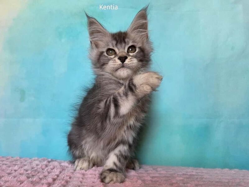 Kentia Maine Coon female, black silver ticked tabby