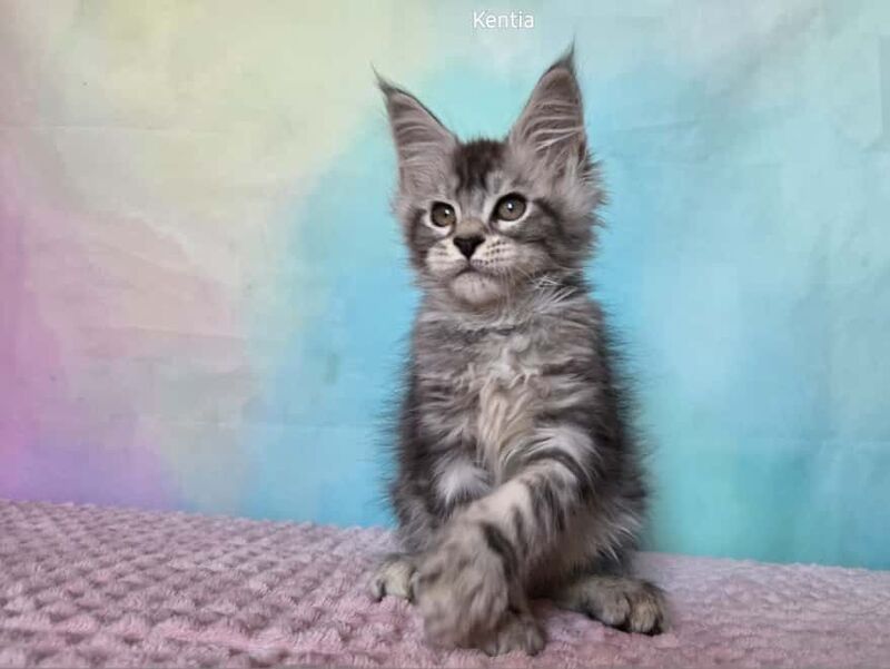 Kentia Maine Coon female, black silver ticked tabby