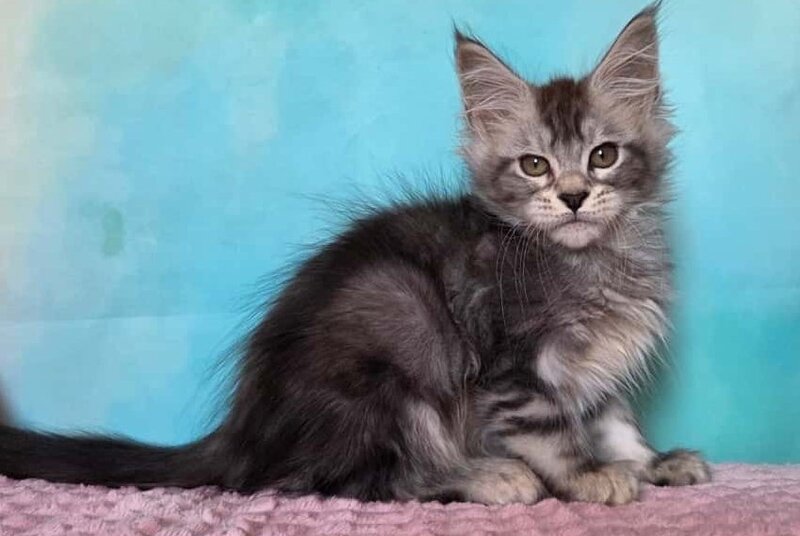 Kentia Maine Coon female, black silver ticked tabby