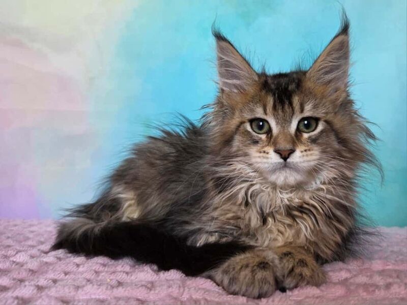 Kama Maine Coon female, black ticked tabby
