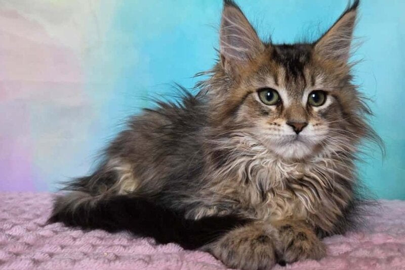 Kama Maine Coon female, black ticked tabby