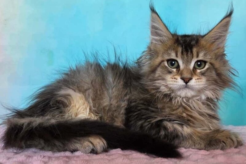Kama Maine Coon female, black ticked tabby
