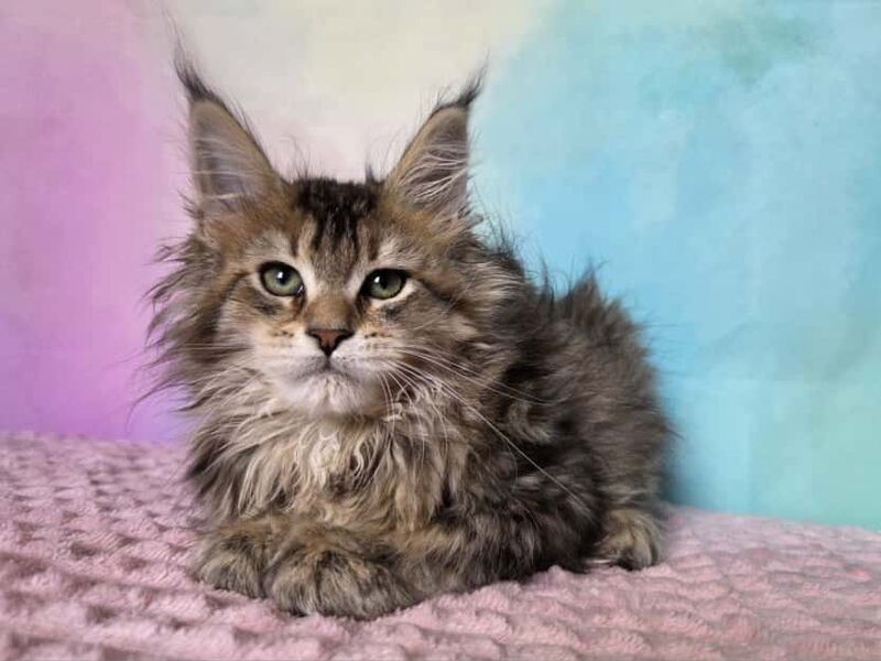 Kama Maine Coon female, black ticked tabby