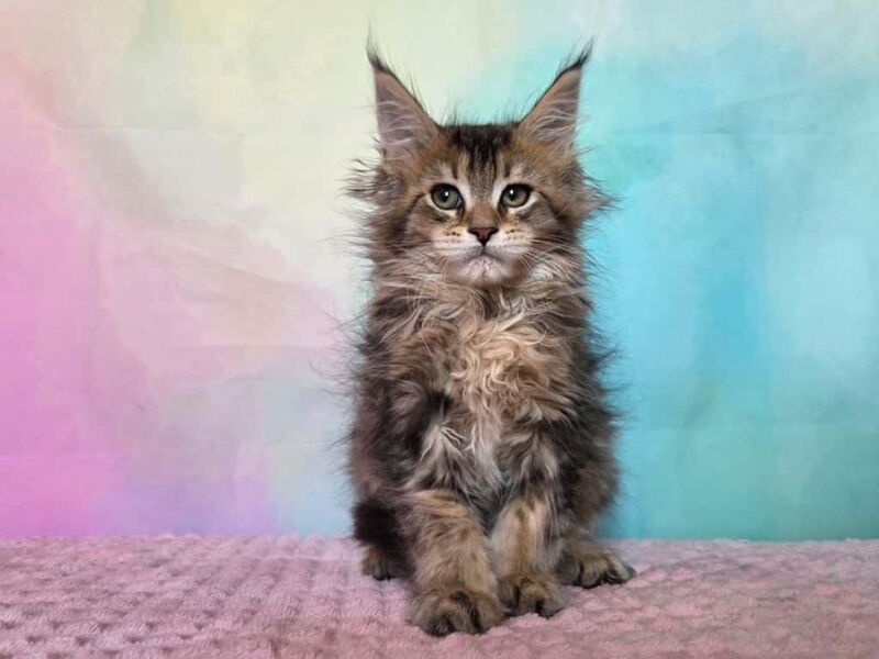 Kama Maine Coon female, black ticked tabby