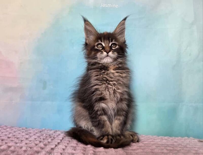 Jasmine Maine Coon female, black tortie ticked tabby