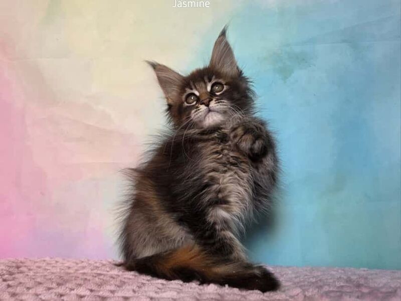 Jasmine Maine Coon female, black tortie ticked tabby