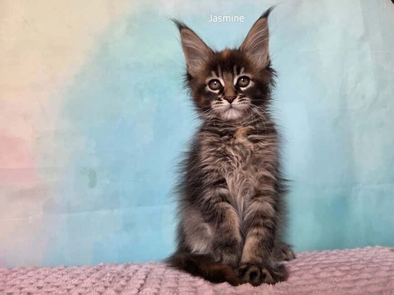 Jasmine Maine Coon female, black tortie ticked tabby