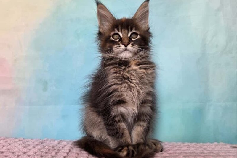 Jasmine Maine Coon female, black tortie ticked tabby