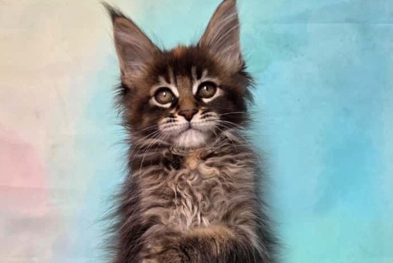 Jasmine Maine Coon female, black tortie ticked tabby