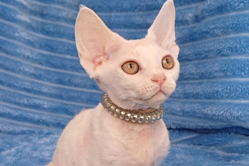 Nyssa Devon Rex female, white