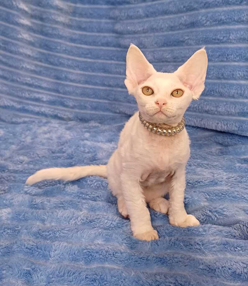 Nyssa Devon Rex female, white