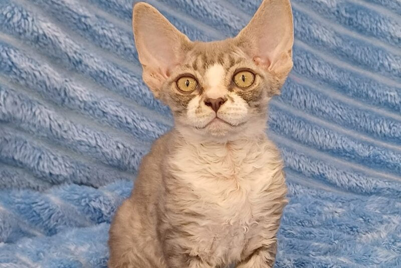 Neisi Devon Rex female, blue bicolour