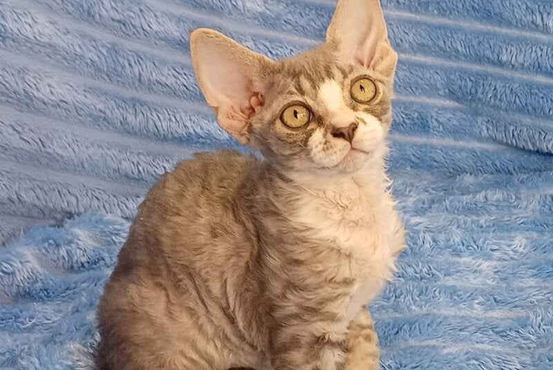Neisi Devon Rex female, blue bicolour