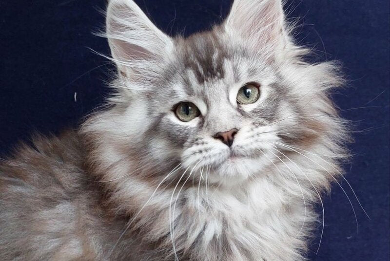 Bruno Maine Coon male, black silver ticked tabby