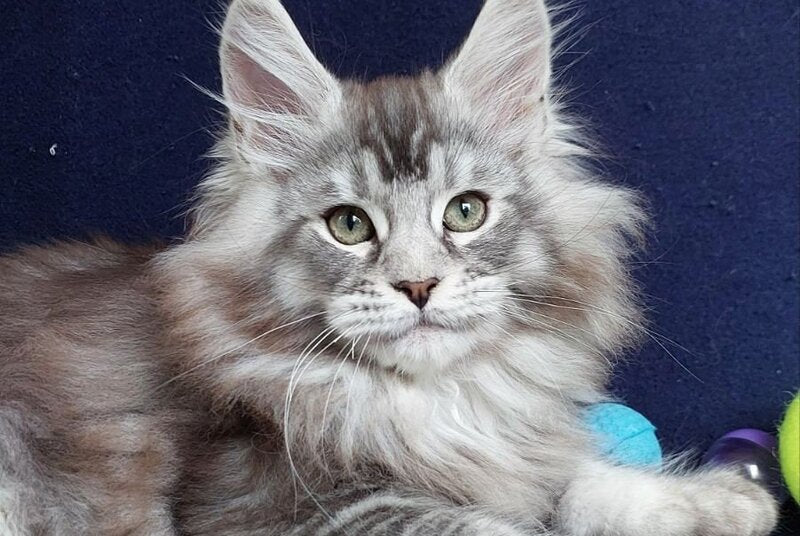 Bruno Maine Coon male, black silver ticked tabby