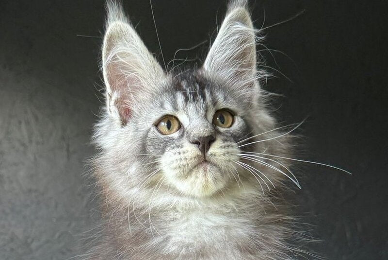 Elf Maine Coon male, black silver ticked tabby