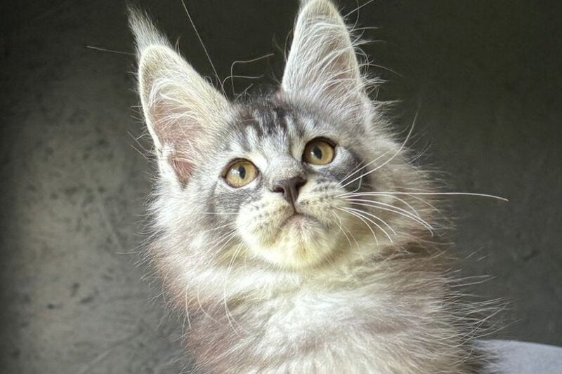 Elf Maine Coon male, black silver ticked tabby