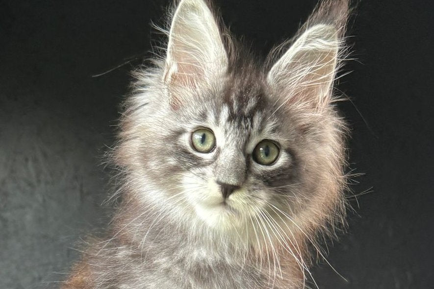 Eliot Maine Coon male, black silver tabby