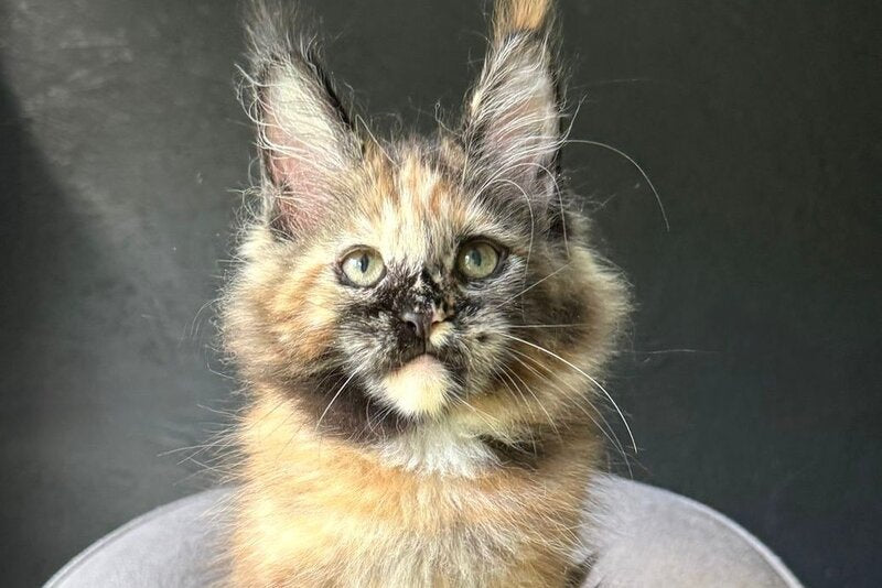 Ennes Maine Coon female, black tortie with white