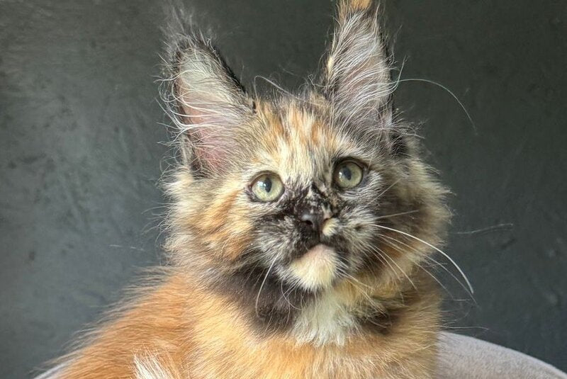 Ennes Maine Coon female, black tortie with white