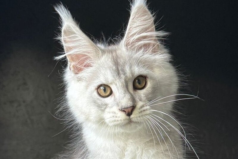 Denver Maine Coon male, black silver ticked tabby