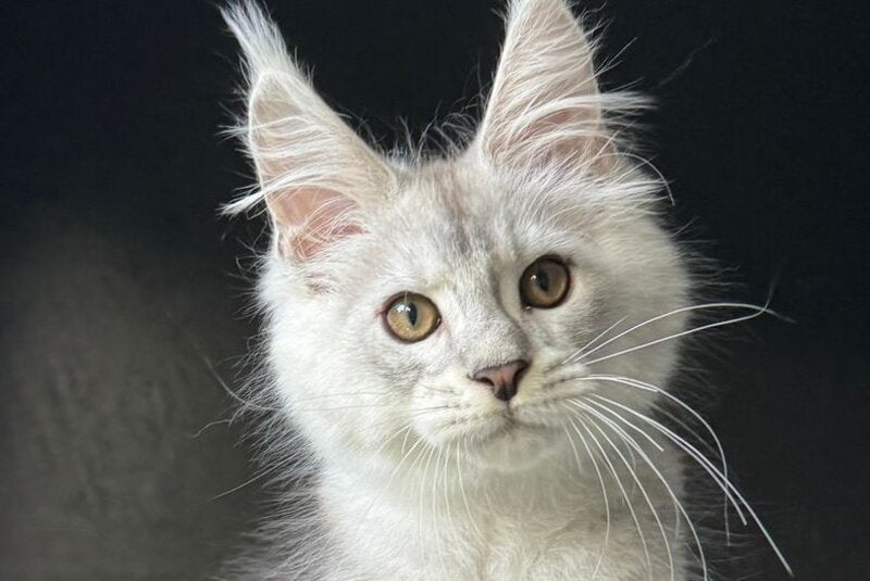 Denver Maine Coon male, black silver ticked tabby