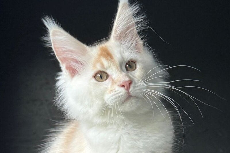 Darsik Maine Coon male, red silver