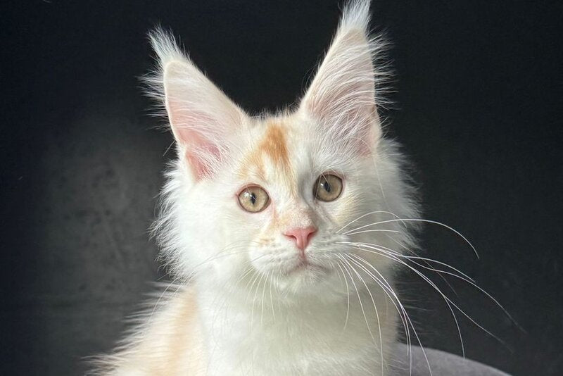 Darsik Maine Coon male, red silver