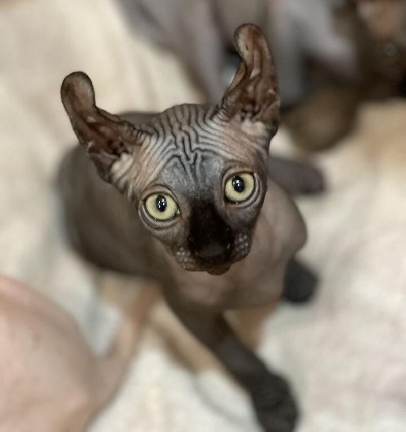 Antonio Elf male, black