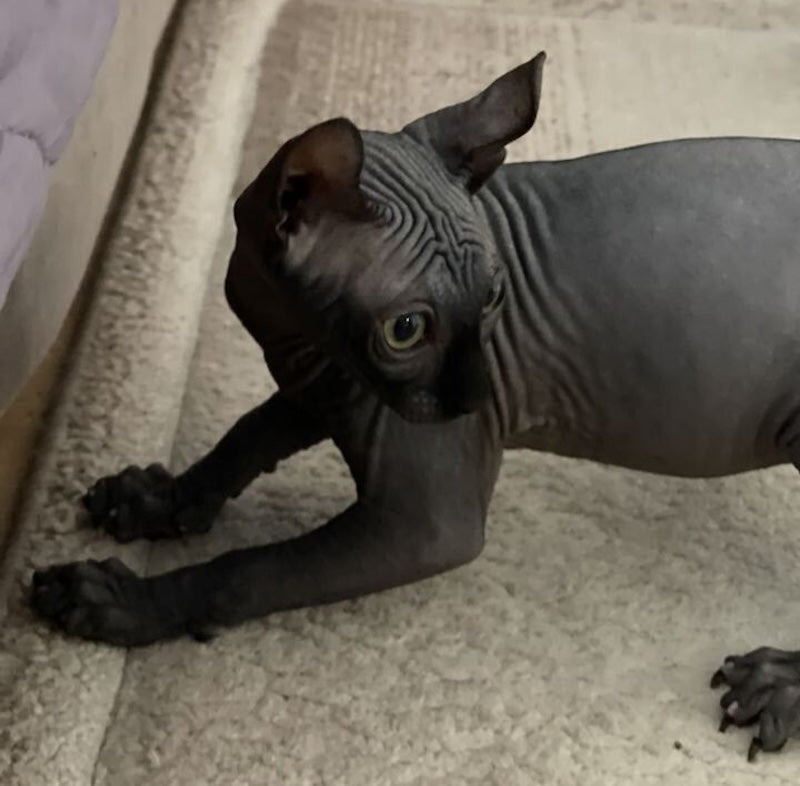 Antonio Elf male, black