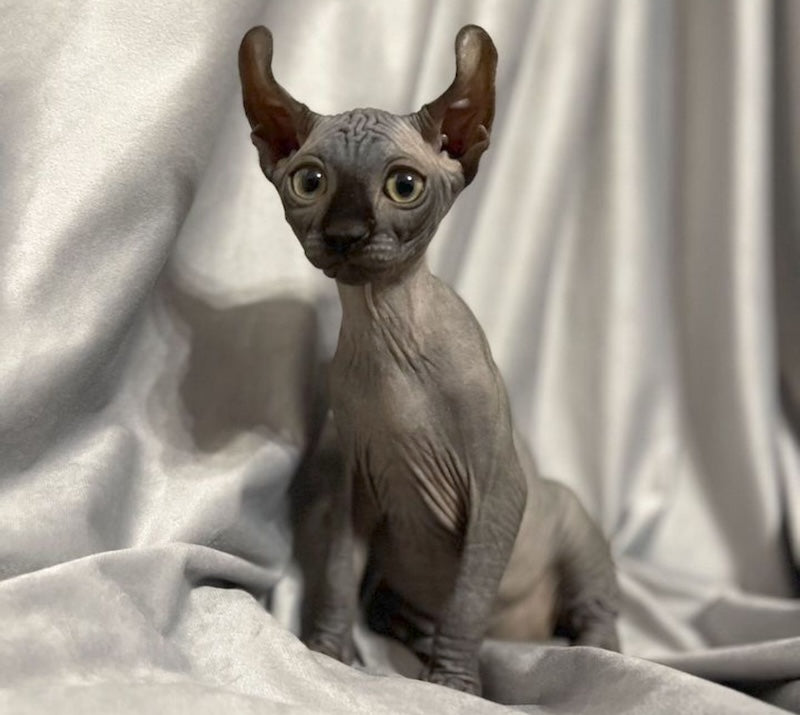 Antonio Elf male, black