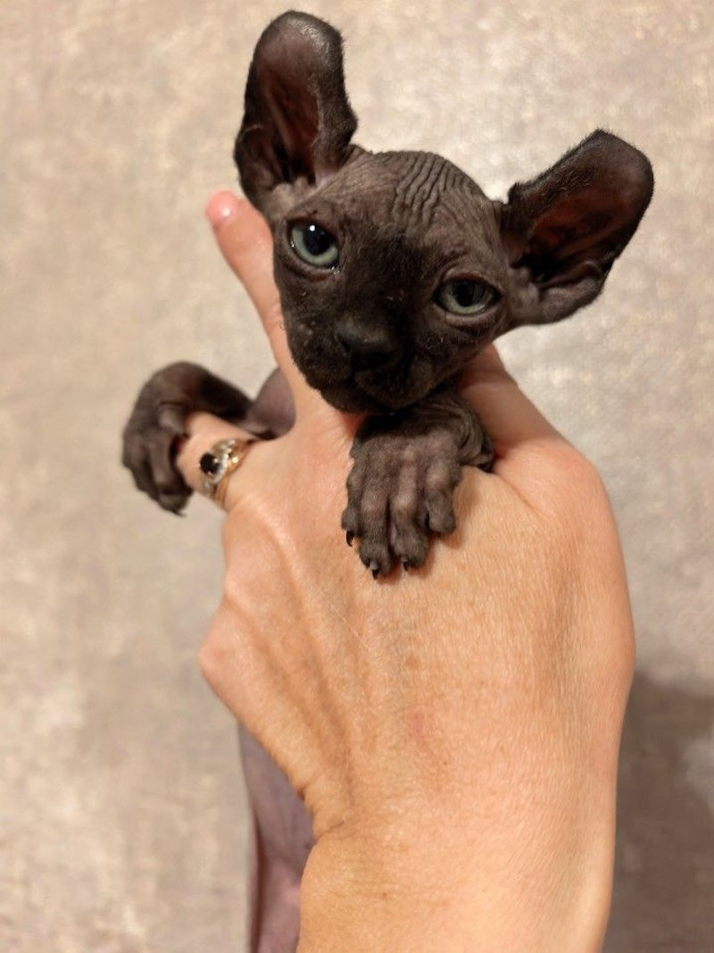 Stitch Elf male, black