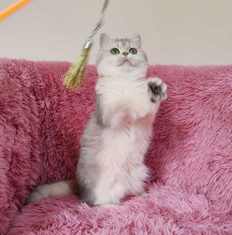 Amina British Shorthair female, blue golden chinchilla
