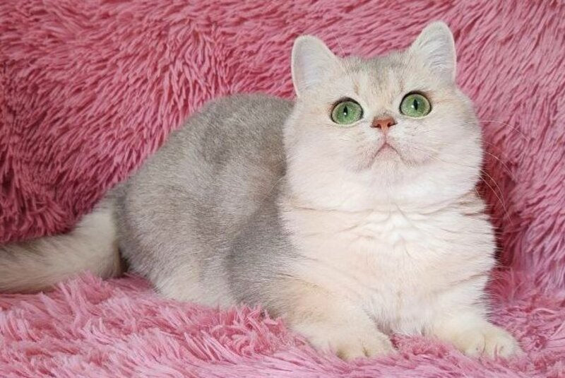 Amina British Shorthair female, blue golden chinchilla