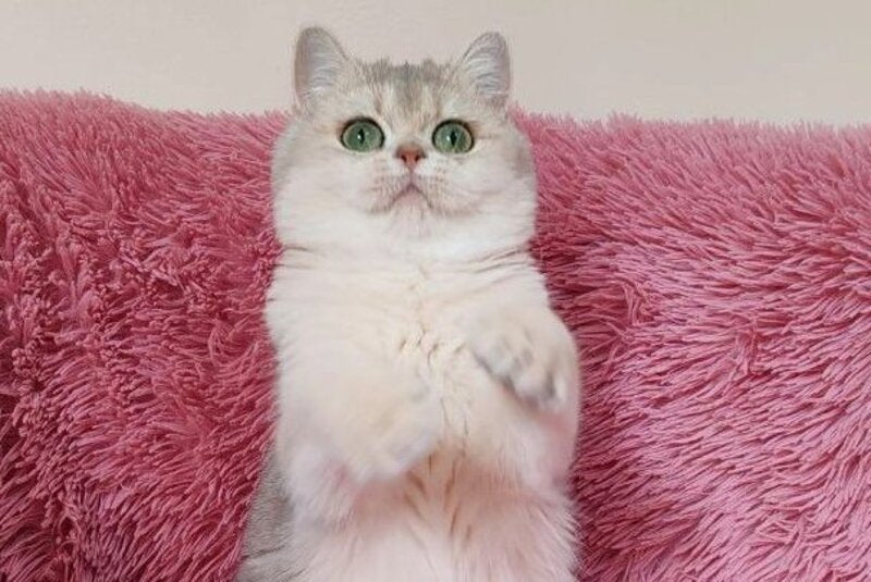 Amina British Shorthair female, blue golden chinchilla
