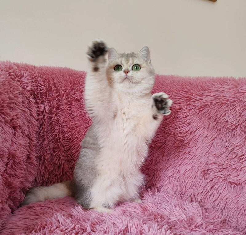 Amina British Shorthair female, blue golden chinchilla