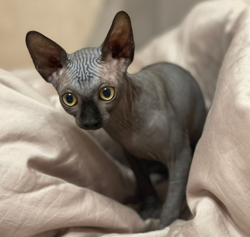 Annie Canadian Sphynx female, black