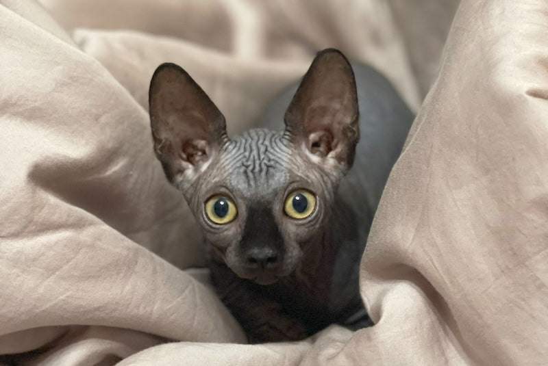 Annie Canadian Sphynx female, black