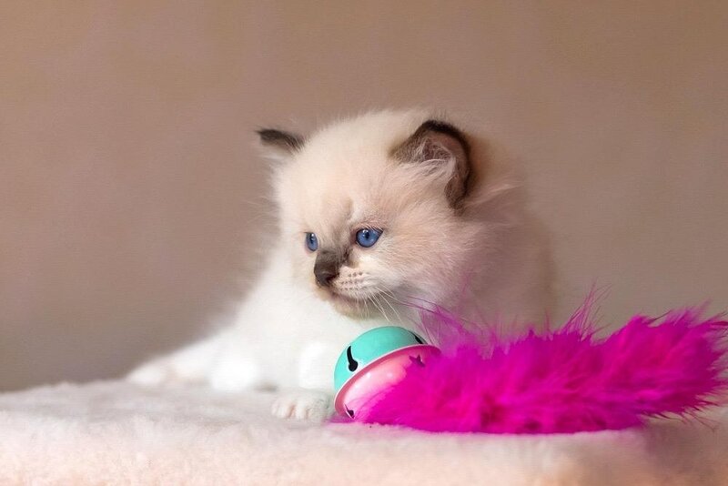Calisto Ragdoll female, seal bicolour