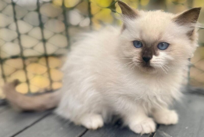 Calisto Ragdoll female, seal bicolour