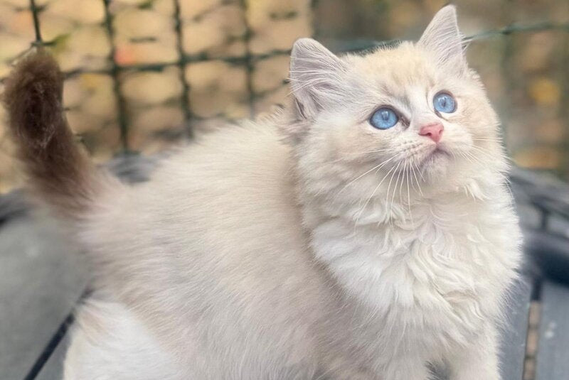 Coco Ragdoll female, seal lynx bicolour