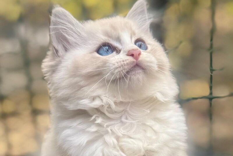 Coco Ragdoll female, seal lynx bicolour