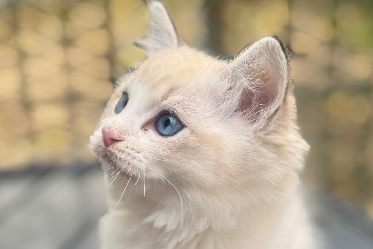 Charli Ragdoll male, seal lynx bicolour