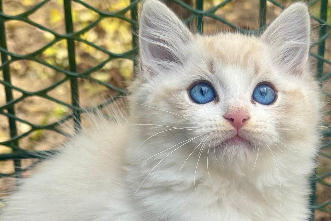 Charli Ragdoll male, seal lynx bicolour