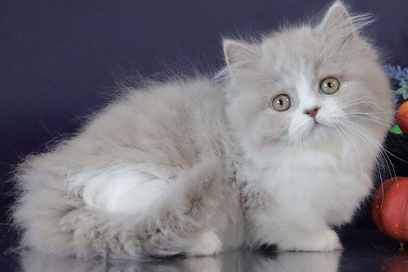 Daenerys Munchkin female, lilac bicolour